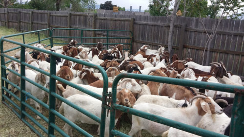 Goats in corral