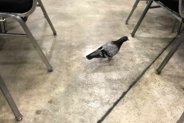 General Convention pigeon